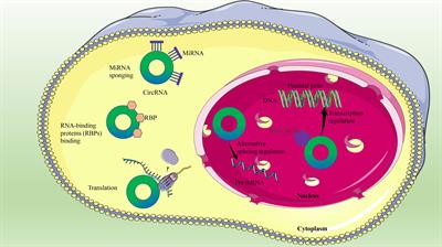 Mechanisms and prospects of circular RNAs and their interacting signaling pathways in colorectal cancer